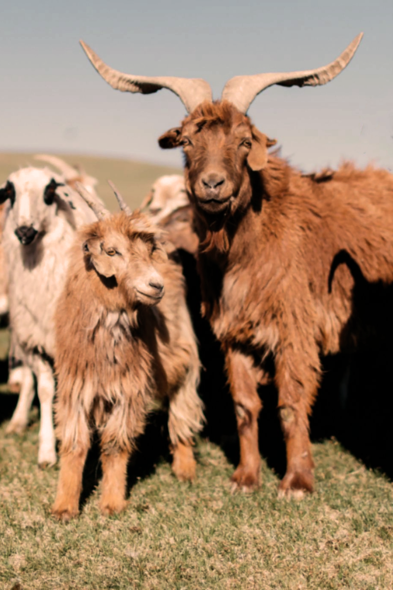 cashmere goats